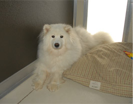 Happy Dog Relaxing